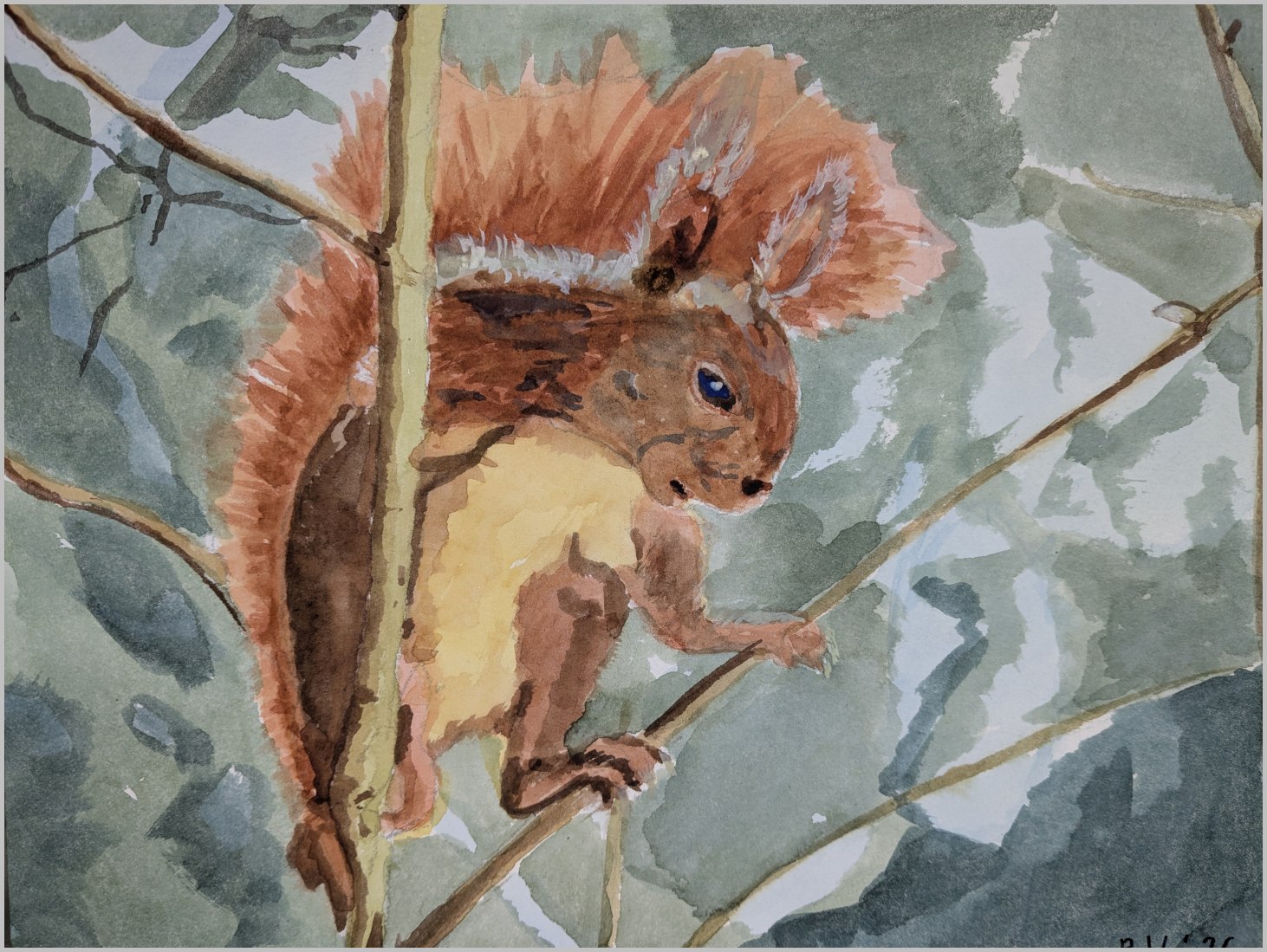   Eichhörnchen im Geäst